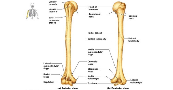<p>Tubercle right next to the head of the humerus</p>