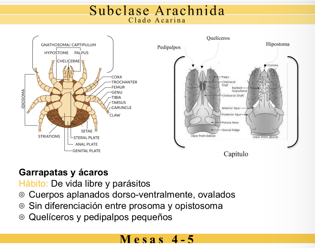 <p>FILO Arthropoda</p><p>SUBFILO Chelicerata</p><p>CLASE Arachnida</p><p>ORDEN / GRUPO Acari</p><p>CARACTERÍSTICAS DIAGNÓSTICAS</p><ul><li><p>Incluye ácaros y garrapatas.</p></li><li><p>Cuerpo ovalado y aplanado dorsoventralmente.</p></li><li><p><strong>No existe diferenciación visible entre prosoma y opistosoma</strong>.</p></li><li><p>Quelíceros y pedipalpos pequeños.</p></li><li><p>Existen especies de vida libre y especies parásitas.</p></li><li><p>Adultos con cuatro pares de patas; larvas con tres pares.</p></li></ul><p></p>
