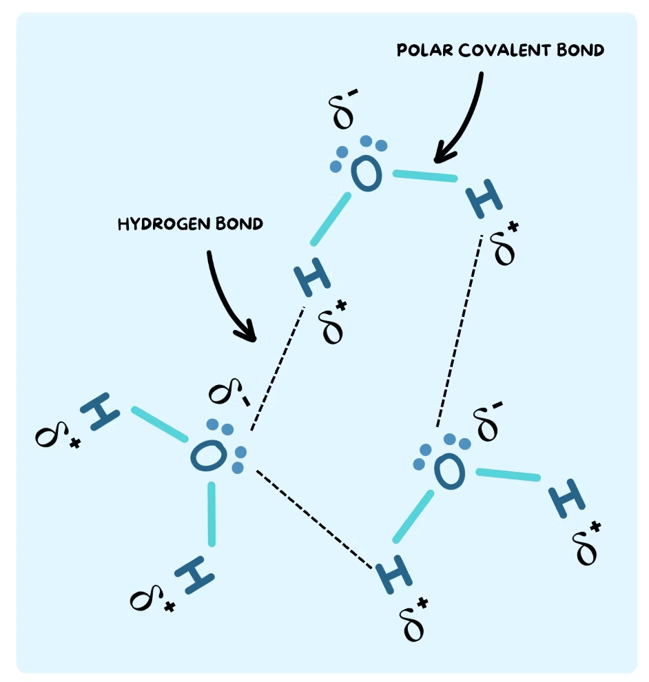 <p>Due to polarity of covalent bonding occurs between water molecules.</p>