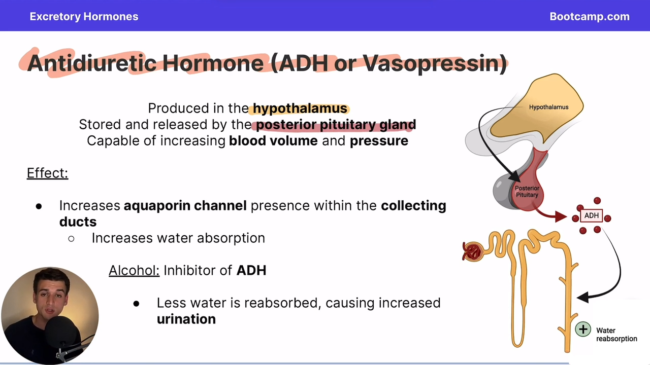 <p>it inhibits it, causing increased urination</p>