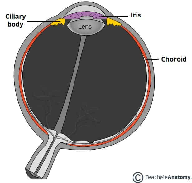 <p>Muscular structure attached to lens via suspensory ligaments</p><p>produces aquous humour. located anterior half of eye</p>