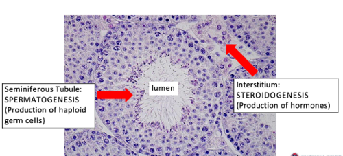 <p>Seminiferous tubules perform spermatogenesis <br>Interstitium performs steroidogenesis</p>