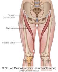 <ul><li><p>moves leg and thigh</p></li><li><p>origin is the anterior superior iliac spine to its insertiol on the medial tibial condyle</p></li><li><p>four actions; flexion, abduction, and lateral rotation of the thigh and flexion of the leg</p></li></ul><p></p>