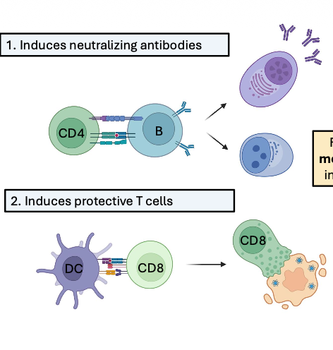 <p>1. Induces neutralizing antibodies</p><p>2. Induces protective T cells</p>