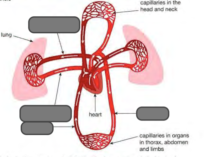 <p><span style="background-color: transparent;">Label the parts of pulmonary circulation</span></p>