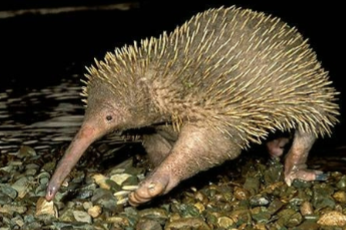 <p>Order Monotremata</p><p>Family Tachyglossidae (fast-tongue)</p><p>Pelage: coarse hair and hollow spines.</p><p>no teeth</p><p>no auditory bullae</p><p>range Australia & New Guinea</p>