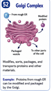 <p>An organelle that modifies sorts packages and transports proteins and other materials. </p>