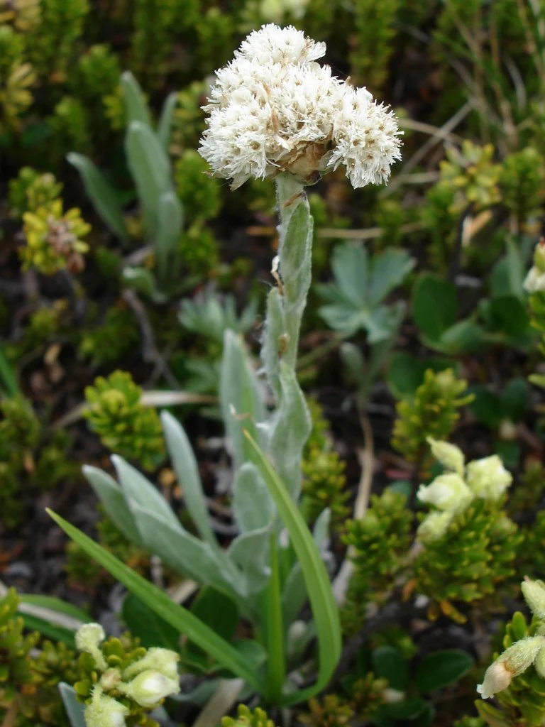 <p>The subject is a high-elevation alpine and subalpine perennial herb that thrives in rocky meadows and mountain slopes. Growing just 10 to 20 cm tall, it is recognized by its dense, bright white woolly hairs that cover its tufted basal leaves and stems.</p>