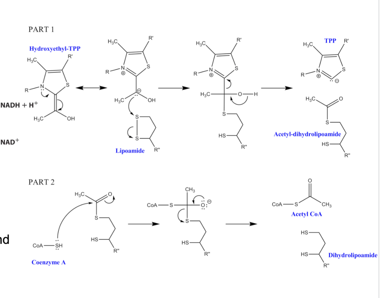 <p>Enzyme 2 – Dihydrolipoyl Transacetylase</p>