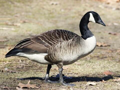 <p>Canada Goose</p>