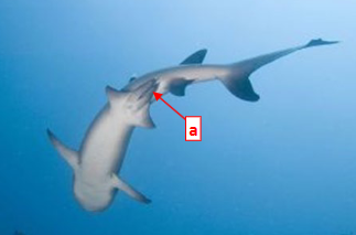 <p>This shows the reproductive system of sharks in class Chondrichthyes. Structure A are the ______ which are present in males <strong>OR</strong> females <strong>OR</strong> both.</p>