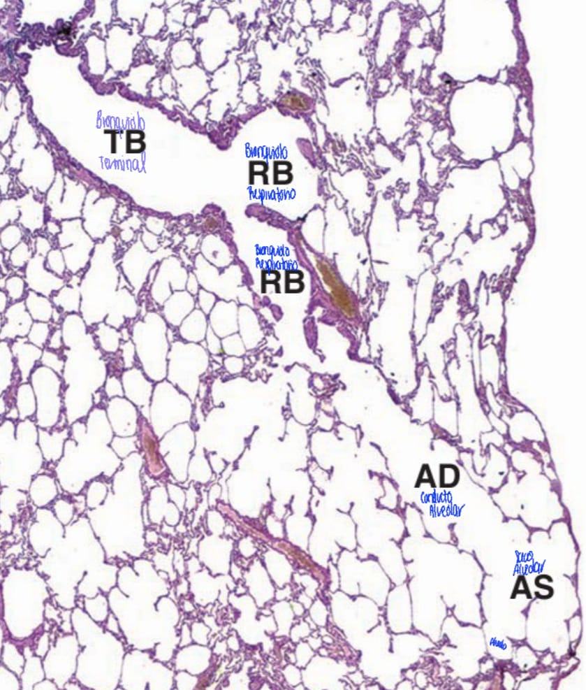 <p><span style="color: rgb(0, 0, 0);"><strong>Conductos alveolares (en las ramificaciones alveolares) </strong></span></p><p><span style="color: rgb(0, 0, 0);">-</span><span style="color: red;"><strong>NO TIENEN: sacos alveolares, alveolos</strong></span></p><p><span style="color: rgb(0, 0, 0);">-</span><span style="color: green;"><strong>SI TIENEN: de conductos alveolares para arriba</strong></span></p>