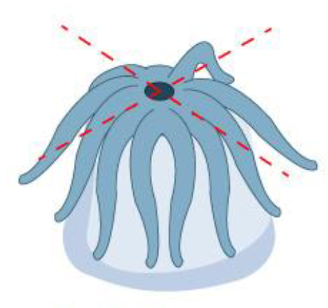 <p>radial symmetry</p>