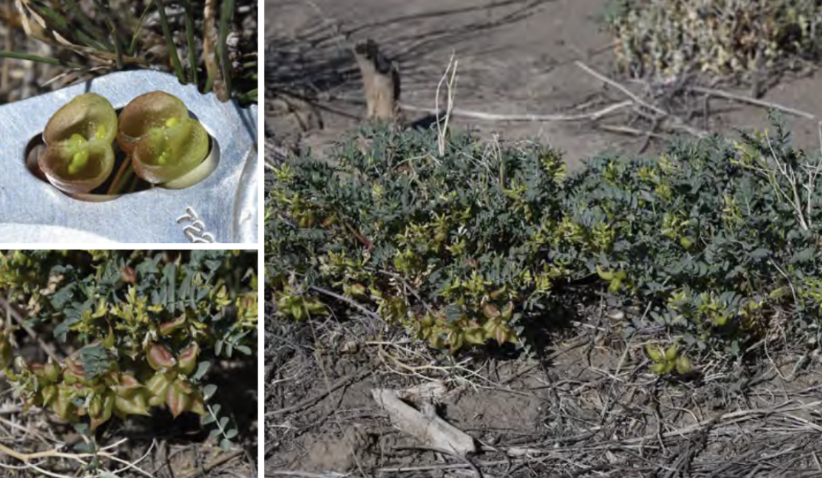 <ul><li><p>Freckled milkvetch</p></li><li><p>Pea family</p></li></ul><p></p>