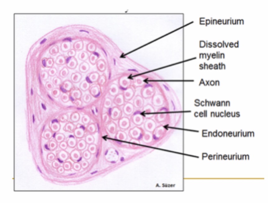 <p>Covers of Typical Peripheral Nerves </p>