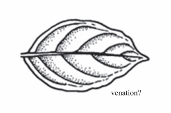 <p>Venation where secondary veins curve upward toward the leaf apex.</p>