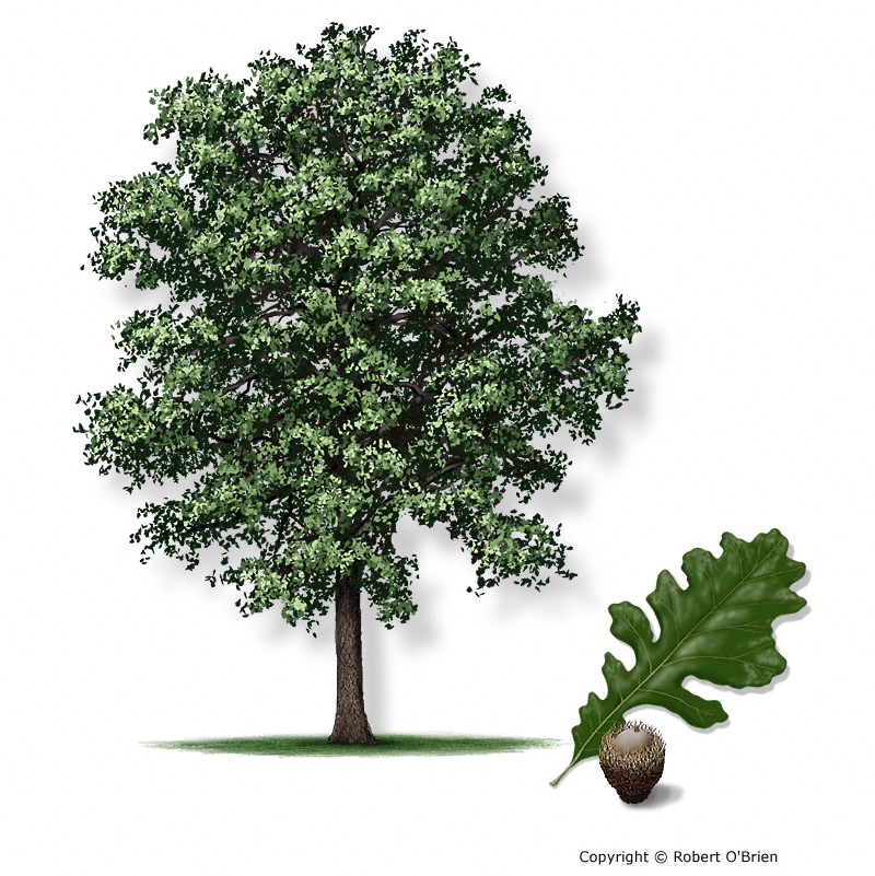 <p>Common name?</p>
