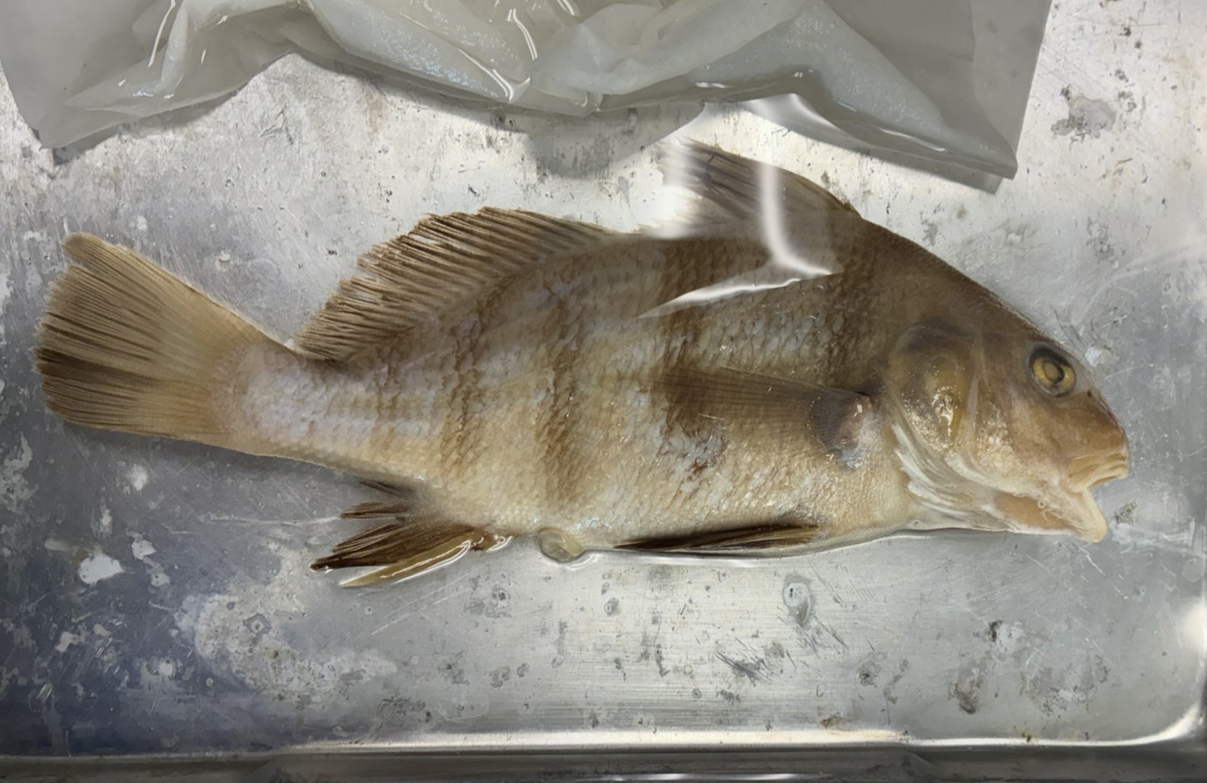 <p>Family Sciaenidae (drums and croakers) - <em>Pogonias cromis</em></p>