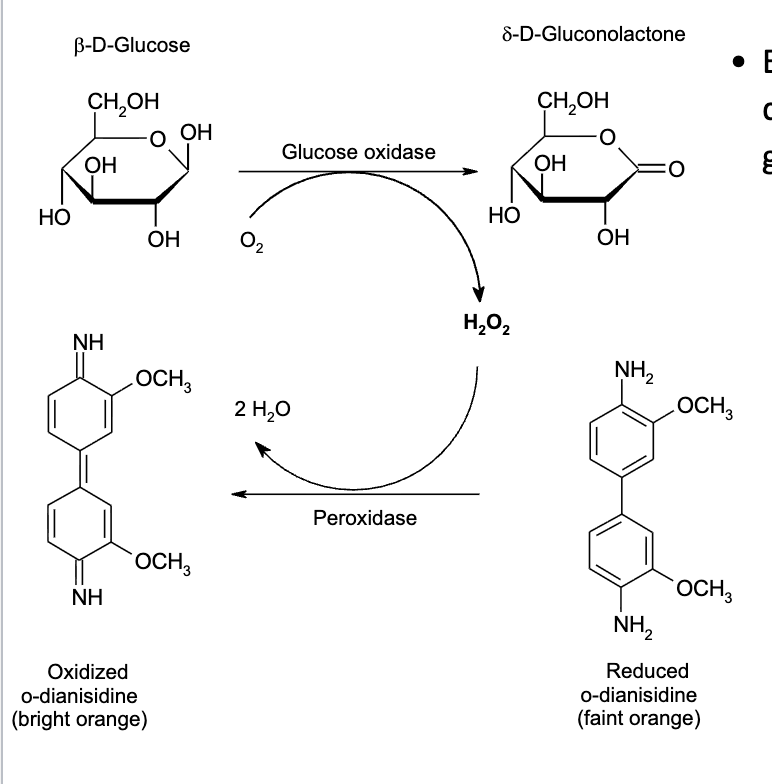 <p>Enzymatic methods are used to</p><p>quantify reducing sugars such as</p><p>glucose.</p><p>– The enzyme glucose oxidase</p><p>catalyzes the conversion of</p><p>glucose to glucono-</p><p>-lactone and</p><p>hydrogen peroxide.</p><p>– Hydrogen peroxide oxidizes</p><p>organic molecules into highly</p><p>colored compounds.</p><p>– Concentrations of such</p><p>compounds are measured</p><p>colorimetrically.</p>