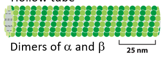 <p>How many isoforms exist for α- and β-tubulin?</p>