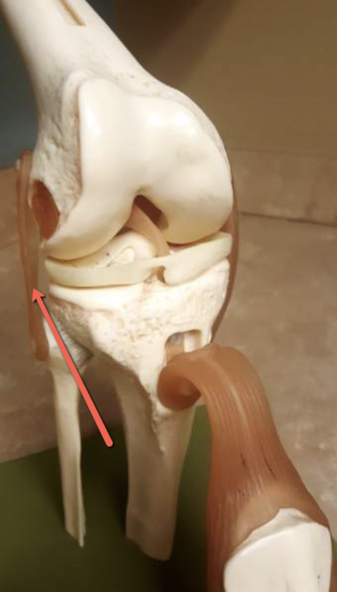 <p><span><strong>Identify the structure indicated by the pointer.</strong></span></p>
