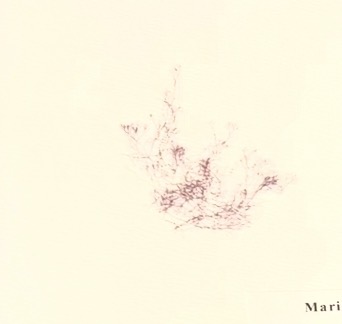 <p>Red algae, archaeplastida</p>