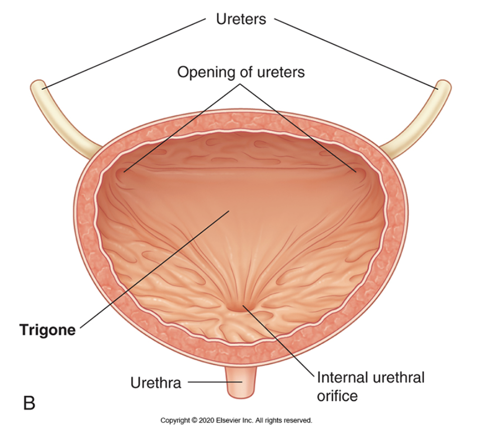 <p><span>Internally, on the posterior wall of the bladder between the </span><strong>ureteric orifices</strong><span>, there is a smooth triangular area, the </span><strong>trigone</strong><span>. </span></p><ul><li><p><span>This is in contrast to the </span><strong>rugae </strong><span>(ridges) that line the majority of the empty bladder, flattening out as the bladder fills.</span></p></li></ul><p></p>