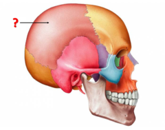<p>Identify this structure.</p>