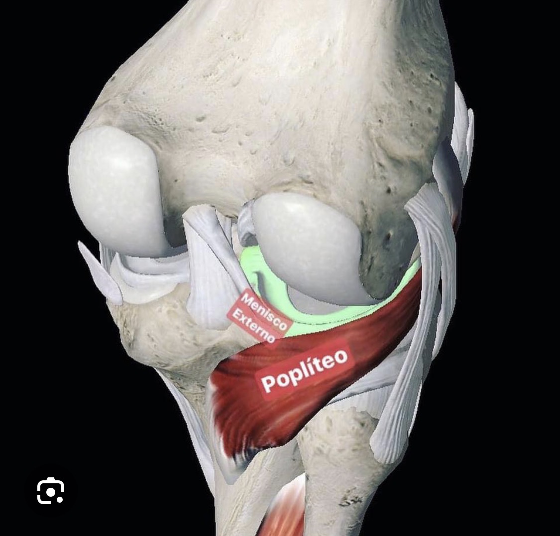 <p>Popliteo</p>