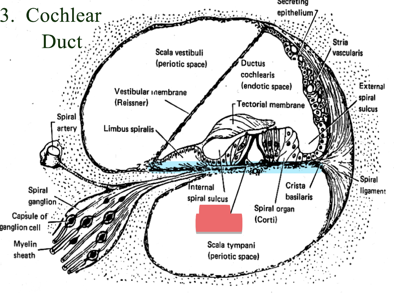 <p>bottom membrane holding organ of corti</p>