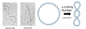 <ul><li><p>Topiosomers</p><ul><li><p>form of circular DNA that differ only in a topological property</p><ul><li><p>ex: linking numbers</p></li></ul></li></ul></li><li><p>Topoisomer<strong>ase</strong></p><ul><li><p><strong>enzyme that changes DNA supercoiling</strong></p><ul><li><p>resolves distortion from replication/transcription</p></li></ul></li></ul></li><li><p>type 2 breaks both strands and then both are resealed</p></li></ul><p></p>