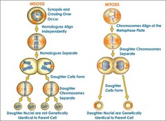 <p>a type of cell division that results in two genetically identical daughter cells each with the same number of chromosomes of the parent cell</p>