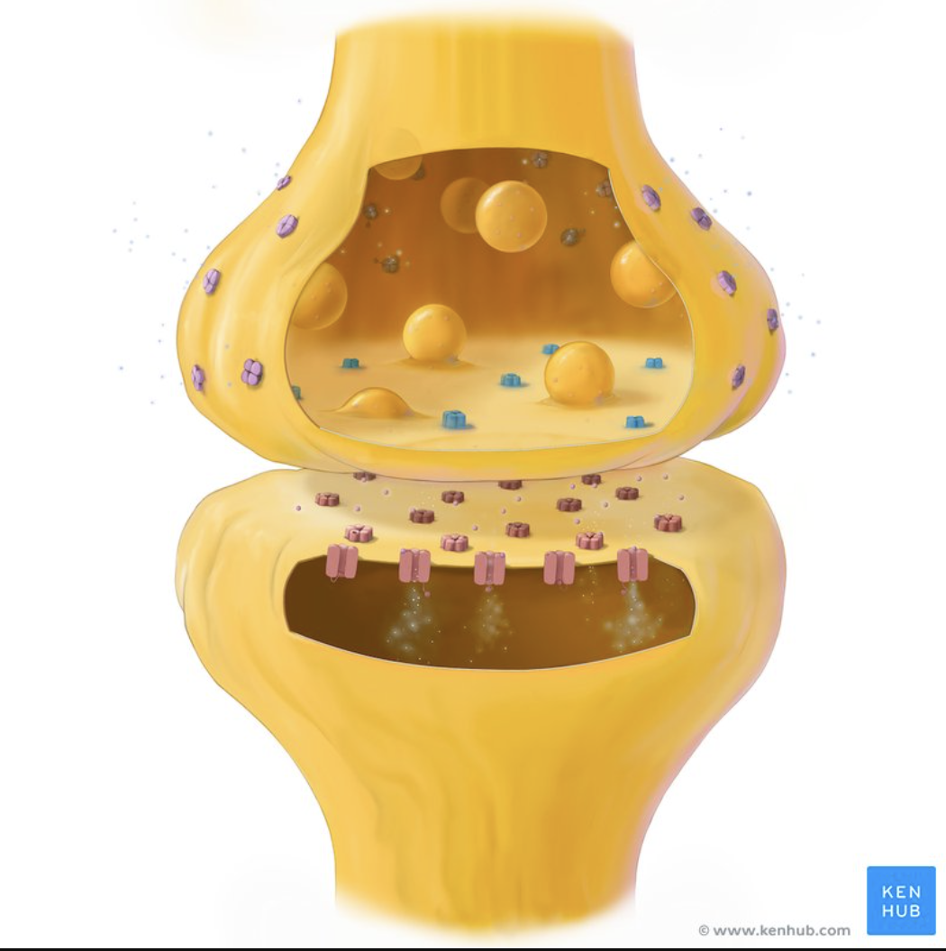 <p>Releases neurotransmitters.</p>