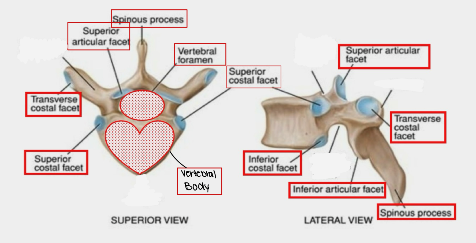 <p>Thoracic vertebrae</p><p>1. Vertebral body: medium, heart-shape</p><p>2. Vertebral foramen: small, round</p><p>3. Spinous process: long, inferior</p><p>4. Articular facets</p><p>5. Costal facets</p>