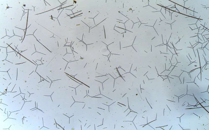 <p>What phlyum and species is this?</p>