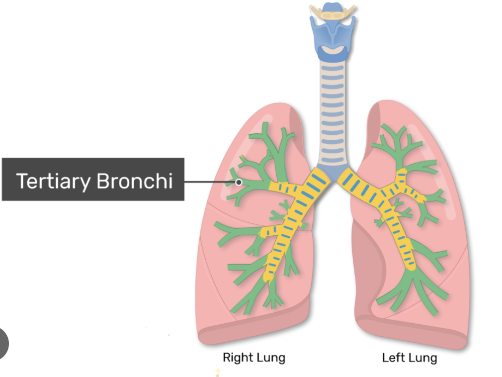 <p>Smaller branches supplying bronchopulmonary segments.</p>