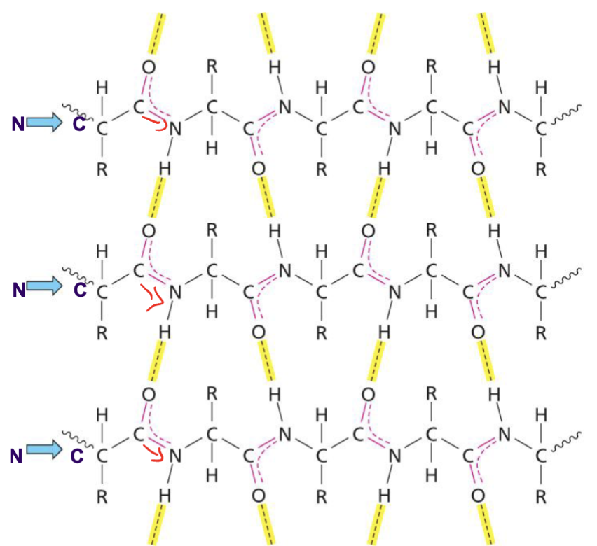 <p>A beta sheet in which all beta strands run parallel to one another, forming slightly bent H-bonds between strands</p>