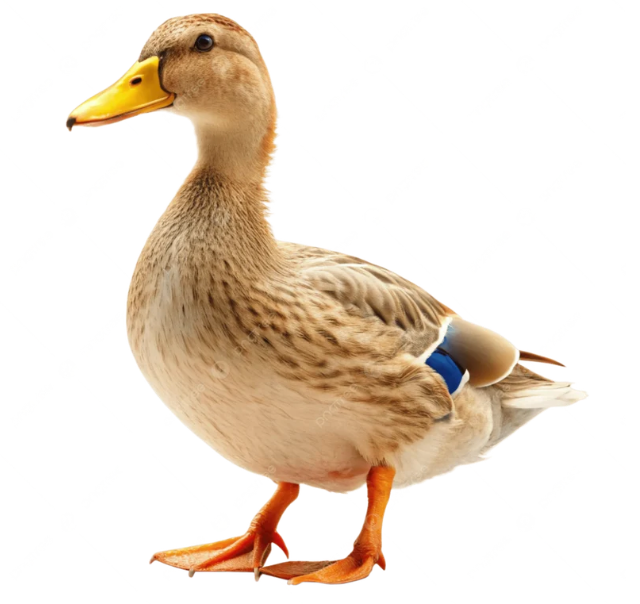 Duck