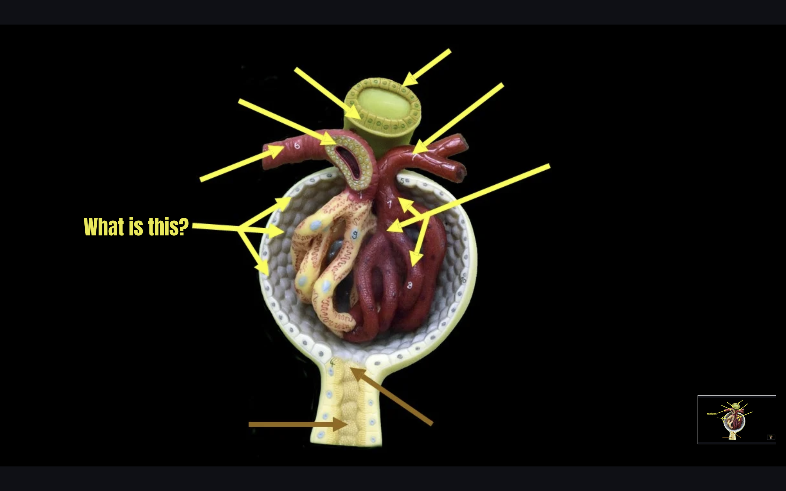 term image