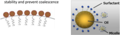 <p>amphiphilic nature allows polar heads to face water and nonpolar tails to face water</p>