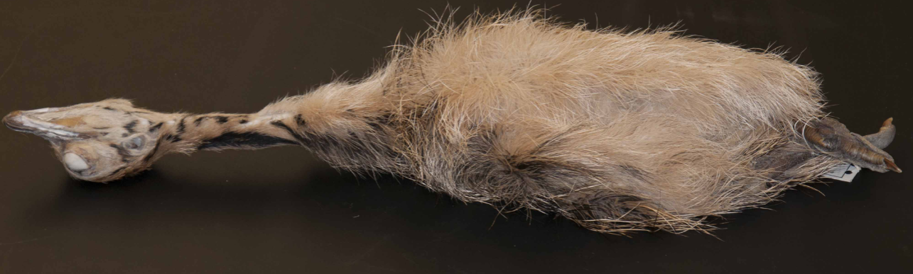 <p>Paleognathae, Struthioniformes</p>
