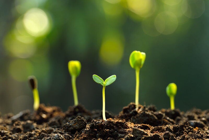 <p>sprout</p>