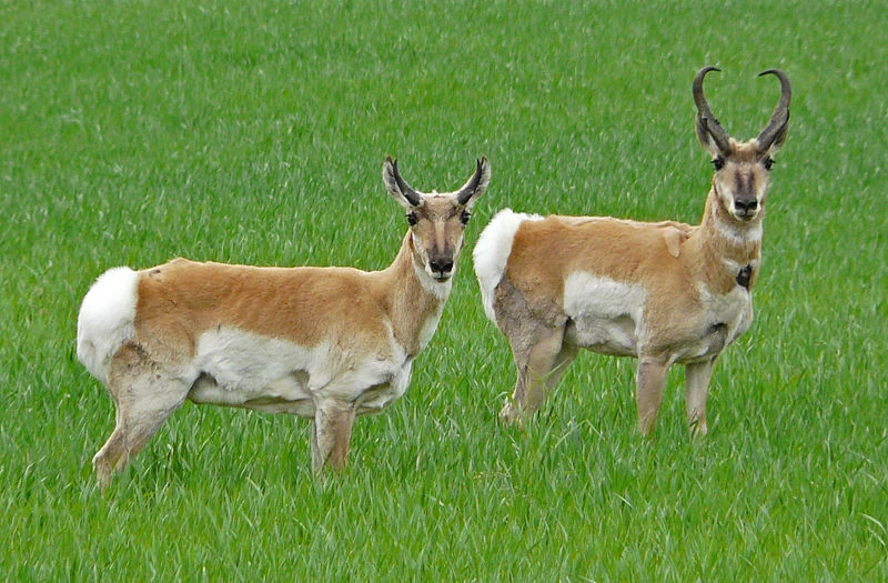 <p>Family:</p>