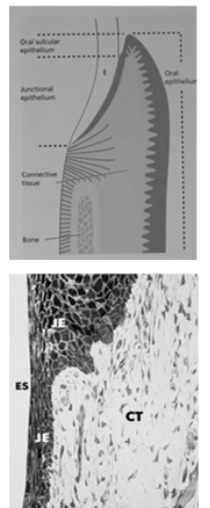 <ul><li><p>Joins junctional epithelium to tooth surface</p></li><li><p class="p1">Attached to tooth surface (enamel, cementum, or dentin) through basal lamina-hemidesmosomes (adhesion of cells)</p></li><li><p class="p1">Completely restored after instrumentation or surgery and forms around dental implants</p></li><li><p class="p1">Attachment is reinforced by gingival fibers</p></li></ul><p></p>