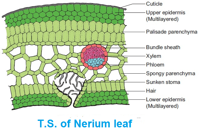 <p>Sunken Stomata</p>