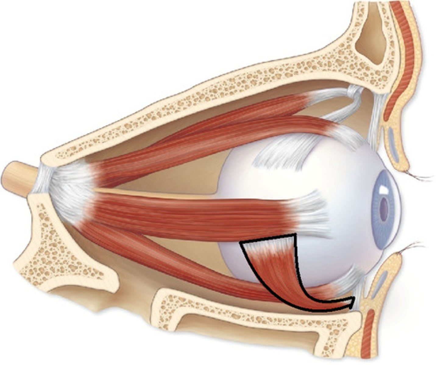 <p>elevates eye and turns it laterally, controlling cranial nerve: III occulomotor</p>