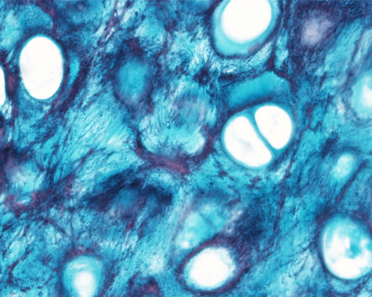 <p>Identifica el tejido</p>