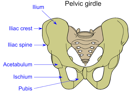 <p>Ridge on a bone </p>