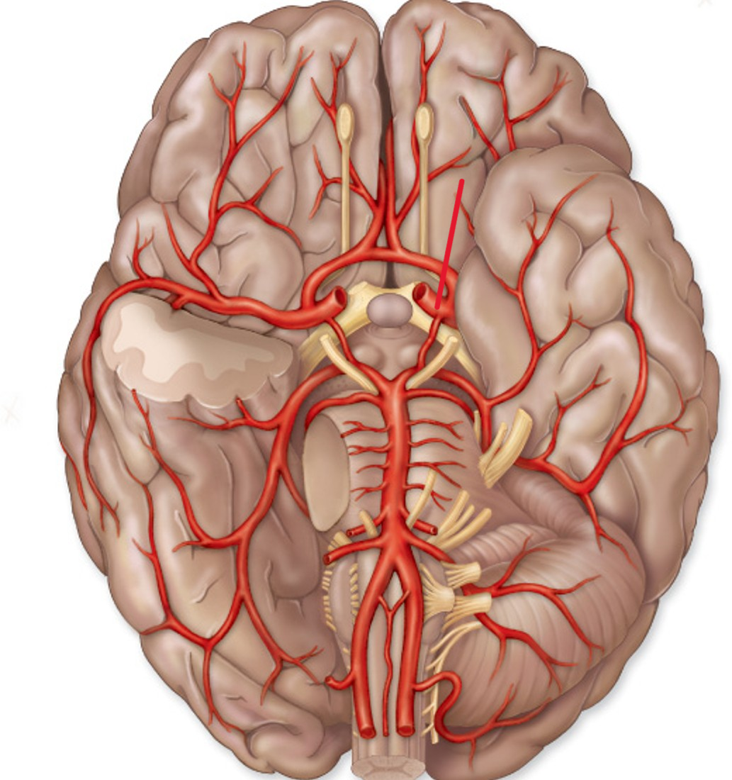 <p>Name the artery</p>