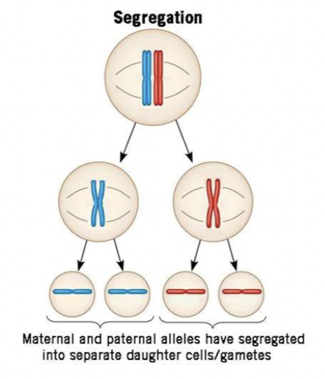 <p>principle of segregation</p>